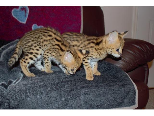 Photo chatons caracal ,serval et savannah f1 en vente image 2/6