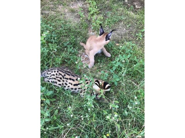 Photo chatons disponible savannah F1, serval, et caracal image 2/6