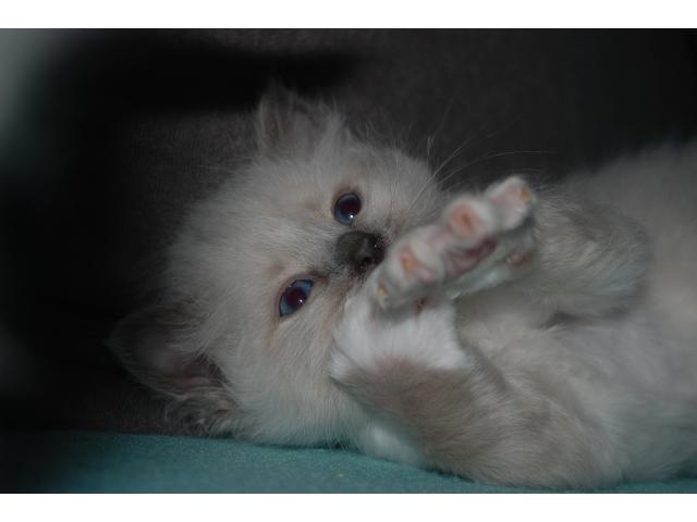 Photo chatons disponibles image 2/4