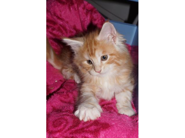 Photo Chatons Maine Coon image 2/3