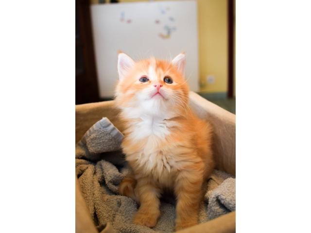Photo chatons maine coon image 2/4