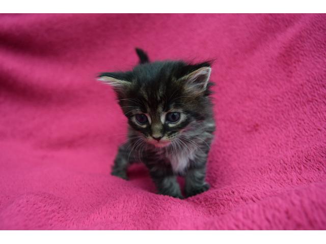 Photo Chatons Maine Coon image 2/6