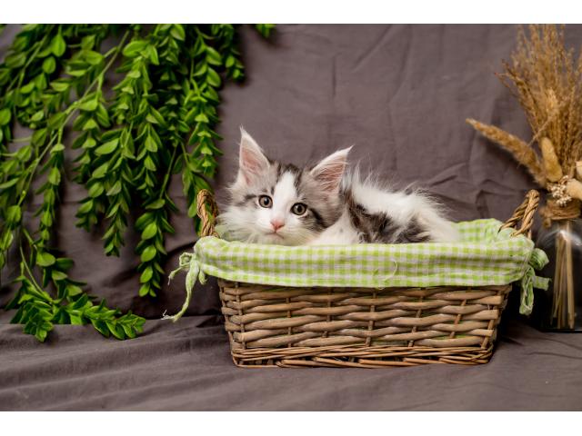 Photo Chatons Maine Coon à vendre (pédigrée) image 2/6