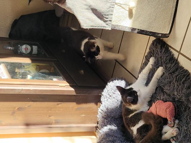 Photo Chatons Mainecoon image 2/3
