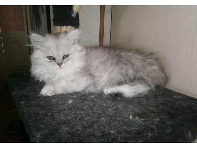 Photo Chatons persans chinchilla image 2/4