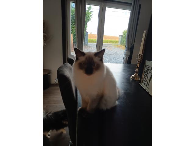 Photo Chatons ragdoll image 2/2