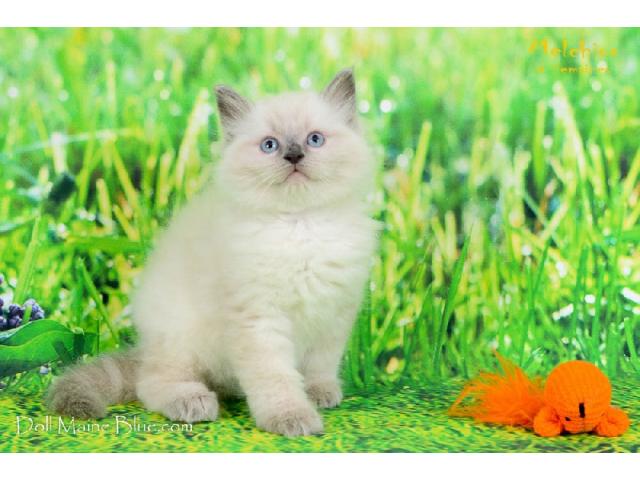 Photo CHATONS RAGDOLL DISPONIBLE A RESERVER image 2/3