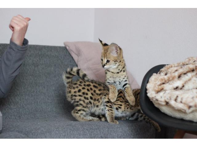 Photo chatons savannah  disponible image 2/6