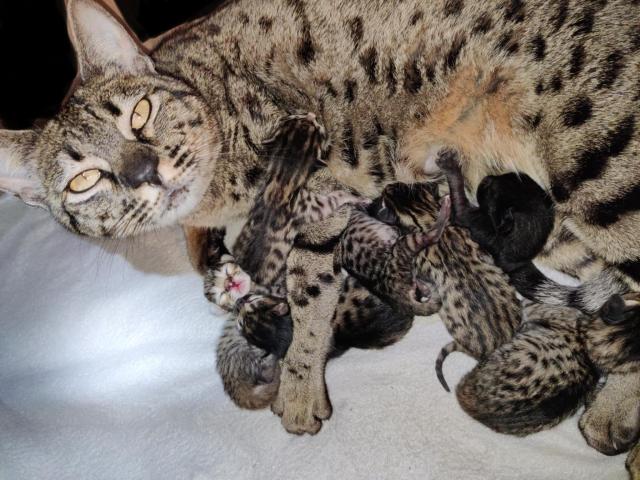 Photo Chatons Savannah disponibles image 2/2