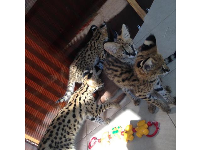 Photo chatons savannah , serval  et caracal image 2/6