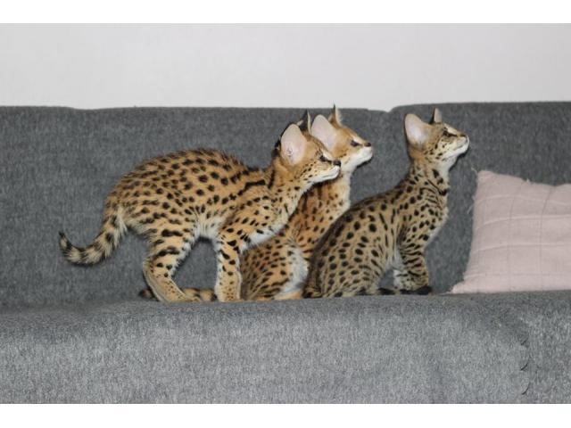Photo chatons serval et savannah disponible image 2/6