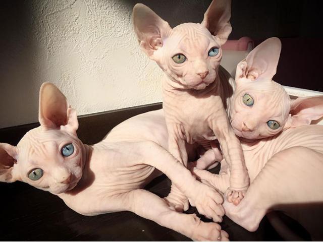 Photo chatons Sphynx à réserver image 2/2