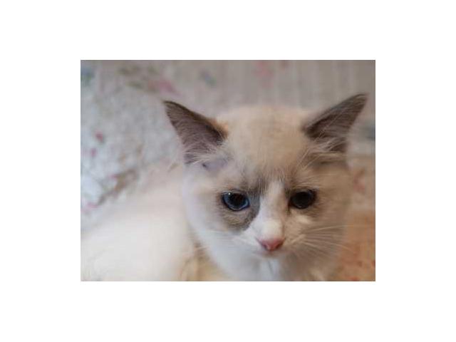 Photo Chats de type Ragdoll image 2/2