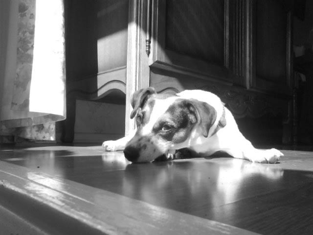 Photo cherche chiot femelle jack  russel image 2/2