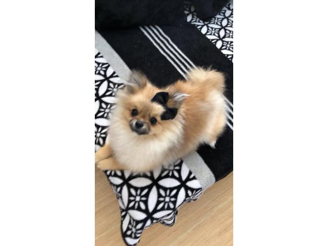 Photo Cherche Mâle Spitz nain pomeranian pour Saillie image 2/2