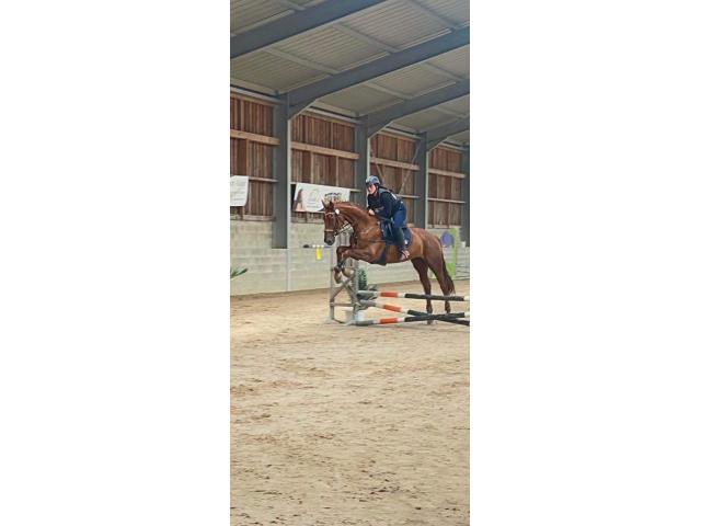 Photo Cheval de sport image 2/2