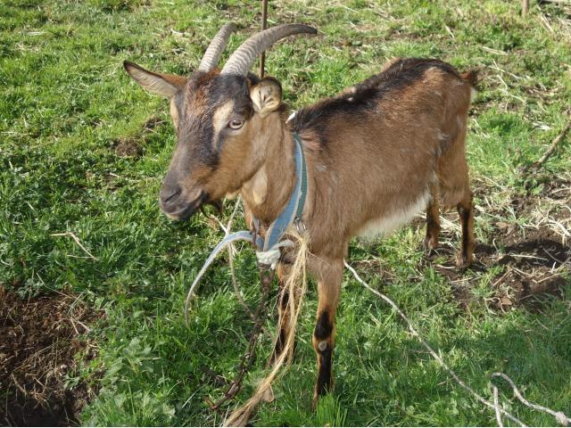 Photo Chevre de 2 ans image 2/2