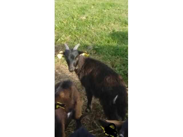 Photo Chevreau image 2/4
