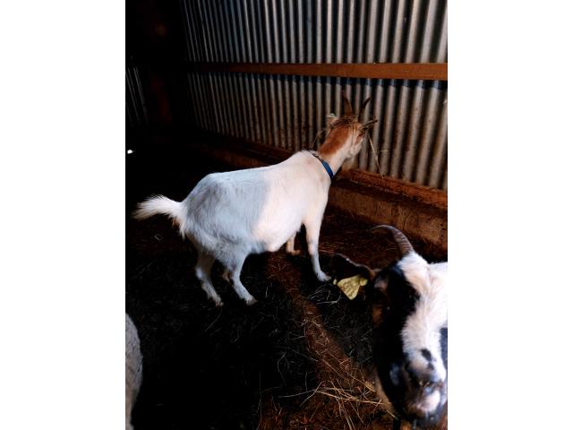 Photo chèvres naines échographiées pleines pour mi / fin février image 2/4