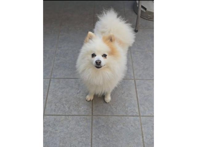 Photo Chien a vendre image 2/3