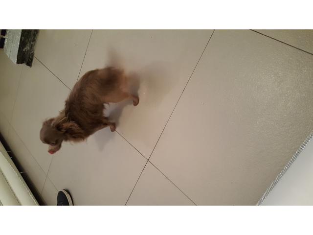 Photo chien chihuahua couleur lavande pour saillie image 2/2
