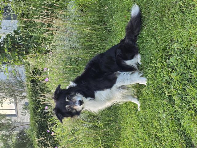 Photo chien pour compagnie image 2/3