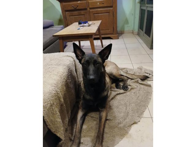 Photo Chienne Berger Malinois à donner image 2/2