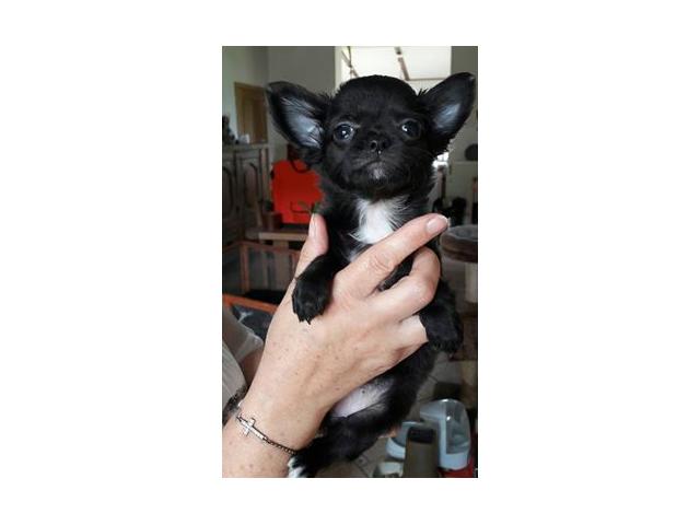 Photo Chihuahua image 2/6
