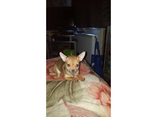 Photo Chihuahua image 2/3