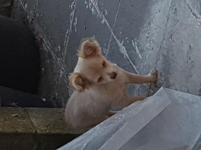 Photo Chihuahua image 2/2