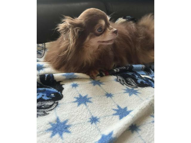 Photo Chihuahua image 2/3
