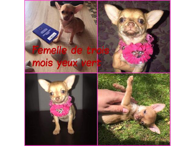 Photo Chihuahua 2 femelle 1male image 2/3