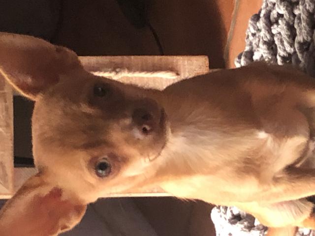Photo Chihuahua 2 petits mâle image 2/3