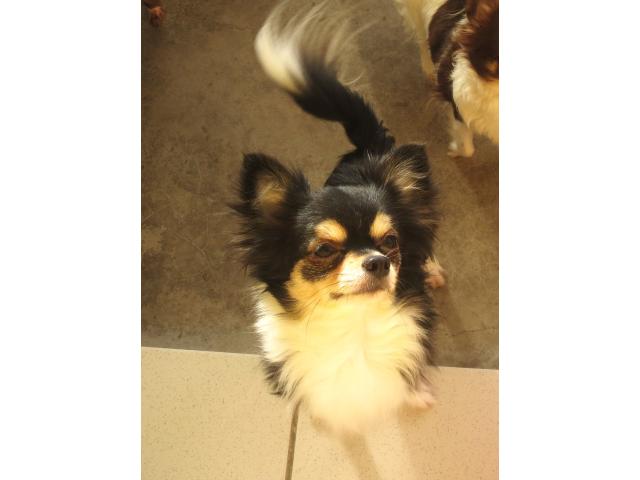 Photo Chihuahua à poils longs adulte image 2/3
