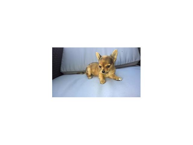 Photo Chihuahua a vendre image 2/3