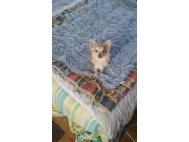 Photo Chihuahua a vendre image 2/2
