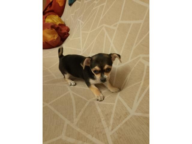 Photo Chihuahua a vendre image 2/2
