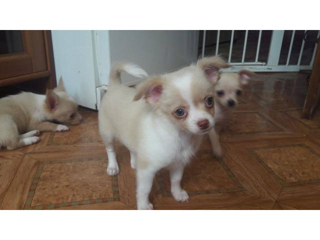 Photo Chihuahua à vendre image 2/5