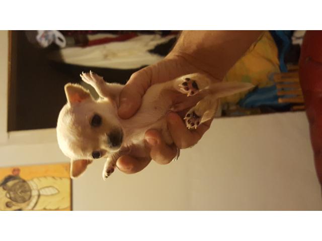 Photo Chihuahua à vendre image 2/4