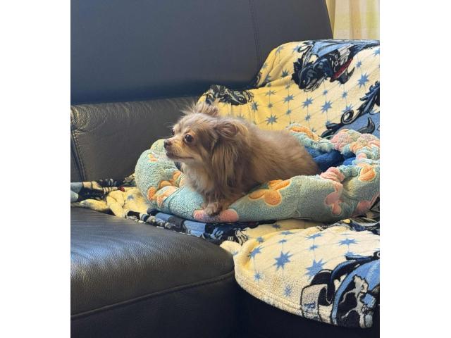 Photo Chihuahua adulte image 2/3