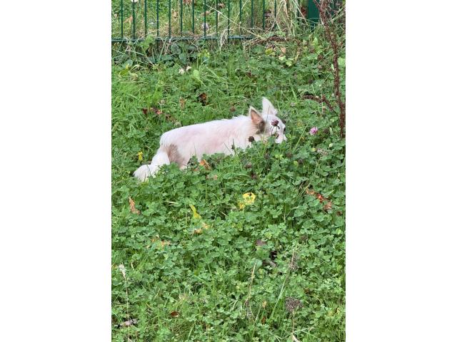 Photo Chihuahua adulte image 2/6