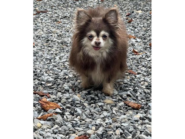 Photo Chihuahua adulte image 2/4