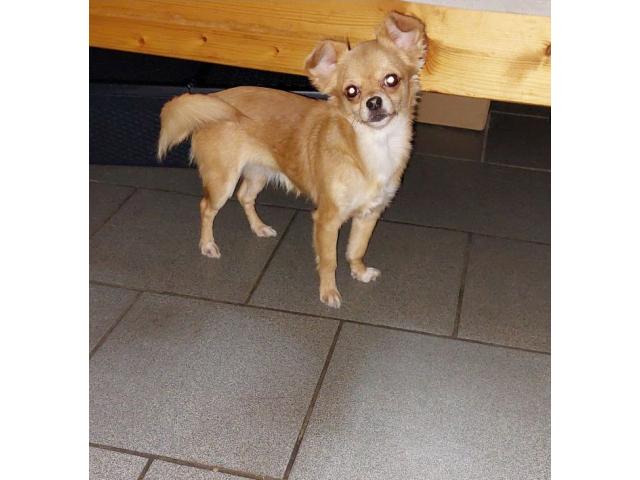 Photo Chihuahua chiot femelle image 2/3