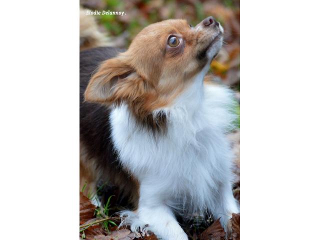 Photo Chihuahua choco porteur lavande disponible pour saillie image 2/6