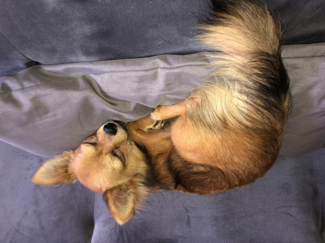 Photo Chihuahua disponible pour saillit image 2/2