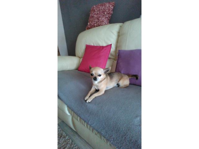 Photo Chihuahua fait saillie image 2/4