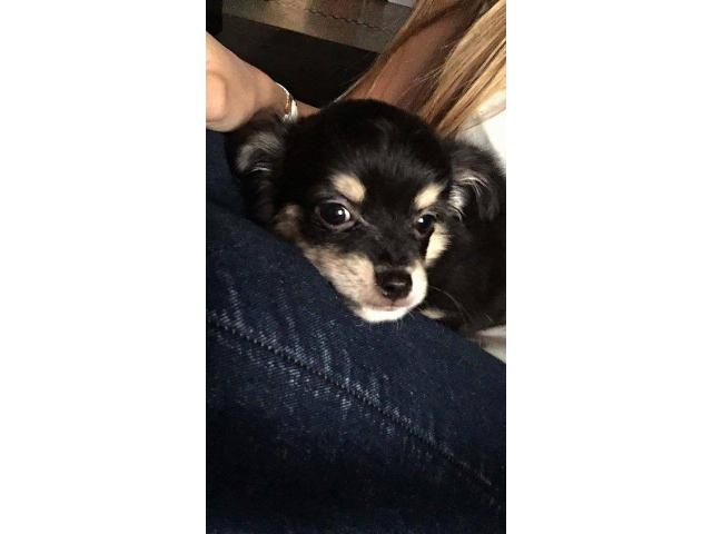 Photo Chihuahua femelle image 2/4