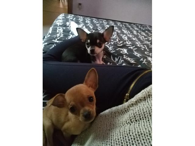 Photo Chihuahua femelle image 2/5