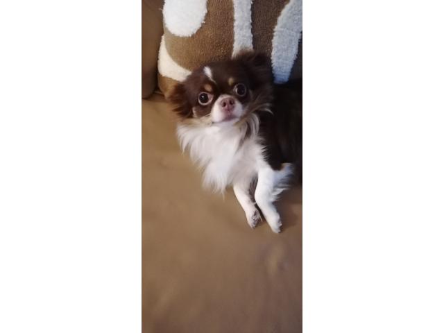 Photo Chihuahua femelle 3 ans image 2/3