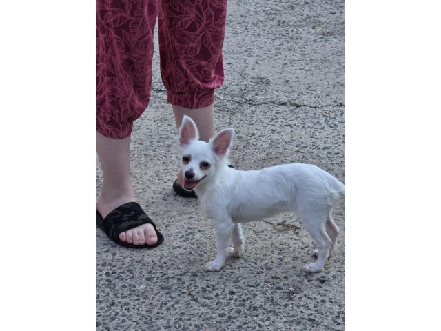 Photo Chihuahua femelle blanche image 2/2